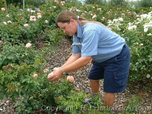 Deadheading roses HVG 